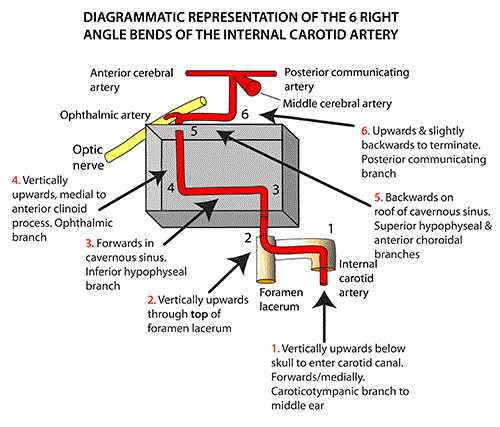 Surgical Approaches to the Internal Carotid Artery at the Extracranial  Middle Skull Base